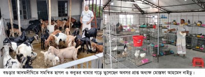 বাসার ছাদে দৃষ্টিনন্দন ছাগল ও কবুতর খামার বাসার ছাদে দৃষ্টিনন্দন ছাগল ও কবুতর খামার